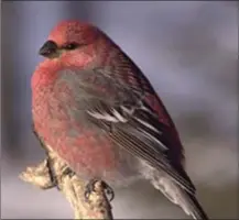  ?? Photo submitted to The McLeod River Post ?? Pine Grosbeak male by Candace Trost, GBBC participan­t, Manitoba, Canada.