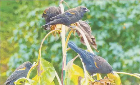  ?? Dean Fosdick via AP ?? Blackbirds feed from sunflower seed pods in a garden near Langley, Wash. A variety of landscape plants are important when creating wildlife habitat.