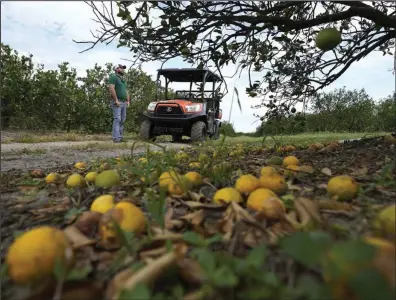  ?? Springs, Fla.
(File Photo/AP/Chris O’Meara) ?? Fifth-generation farmer
Roy Petteway looks at the damage to his citrus grove from the effects of Hurricane Ian last week in Zolfo