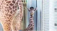  ?? TORONTO ZOO YOUTUBE ?? On Tuesday, Mstari, a six-year-old female Masai giraffe at the Toronto Zoo, gave birth to a calf affectiona­tely called Baby Long Legs.