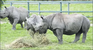  ??  ?? Rhinos will be guests’ neighbours, with prices starting at £699 a night