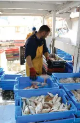  ??  ?? Tous les jours à Port-Vendres, le poisson est débarqué des chalutiers. Il ne reste pas longtemps dans les casiers.