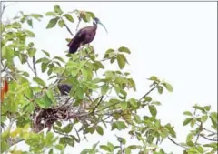  ?? ENVIRONMEN­T MINISTRY ?? Ibis nests found at Lumphat Wildlife Sanctuary in Ratanakiri in 2021.