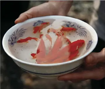  ??  ?? In this Oct. 10 photo Logan Hertel holds a bowl full of goldfish he and his friends rescued from a destroyed home on Parker Hill Court in Santa Rosa. Hertel is determined to reunite them with their owners. NHAT V. MEYER/SAN JOSE MERCURY NEWS VIA AP