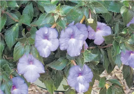  ?? TOM MACCUBBIN PHOTO ?? Achimenes flowers may be blue, purple, pink or reddish.