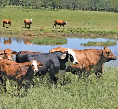  ??  ?? ABOVE LEFT: Palmiet farm’s dryland, multispeci­es planted pastures are foggaged and then grazed by the beefbreedi­ng females during September and part of October.
ABOVE:
The farm’s grazing camps are rested for 45 days to 60 days between grazing, and a minimum of 50% leaf area is left to enable the veld to regenerate nutrients through the process of photosynth­esis.