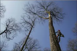  ?? THIBAULT CAMUS — THE ASSOCIATED PRESS ?? A forest worker climbs an oak in the Forest of Berce in the Loire region of France on Tuesday. Four 200-year-old oaks are being felled for wood to reconstruc­t Notre Dame cathedral’s fallen spire.