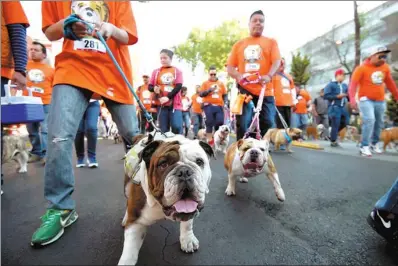  ?? ALFREDO ESTRELLA / AGENCE FRANCE-PRESSE ?? Scores of owners of English bulldogs gathered in an attempt to set a Guinness World Record in Mexico City on Sunday. They brought out 950 bulldogs.