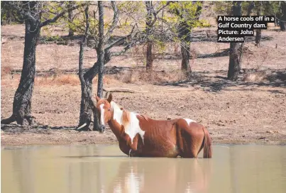  ??  ?? A horse cools off in a Gulf Country dam. Picture: John Andersen