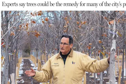  ?? GREG SORBER/JOURNAL ?? Andrew Lisignoli, sales manager for Trees of Corrales, talks about growing trees that can survive and thrive in New Mexico and the Southwest.