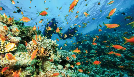  ??  ?? La Isla Todo Incluido cuenta más de 30 puntos de buceo en sus inmediacio­nes