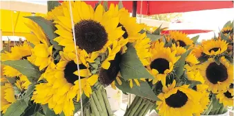  ?? JESSICA DAMIANO VIA AP ?? When sunflowers open, you can cut them for bouquets in the morning, after the dew has dried.