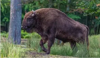  ?? ?? The European bison brings vital environmen­tal benefits wherever it roams. The Zalissia National Nature Park is fighting to hold on to their population.