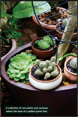  ??  ?? A collection of succulents and cactuses adorns the base of a potted quiver tree.