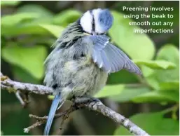  ??  ?? When birds need a full body scrub, it’s a splashy affair Preening involves using the beak to smooth out any imperfecti­ons
