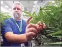  ?? Associated Press file photo ?? Nate McDonald, general manager of Curaleaf NY operations, talks about medical marijuana plants during a media tour of the Curaleaf medical cannabis cultivatio­n facility, in Ravena, N.Y., in 2019.