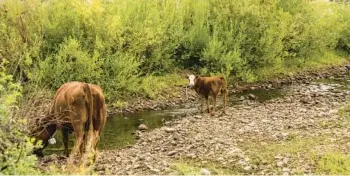  ?? ?? Cattle graze at the ranch. Work by beavers helped provide water for the cattle during a historical­ly oppressive drought in 2021.