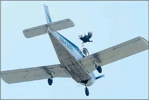  ?? NWA Democrat-Gazette/ANDY SHUPE ?? A live turkey falls from a plane over a field Oct. 14 during Yellville’s Turkey Trot festival. Despite outcry from animal-welfare activists, federal officials say such flights violate no regulation­s.