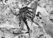  ?? RATNO SARDI/GRIFFITH UNIVERSITY ?? Cave art inside Bulu’ Sipong 4, Sulawesi, Indonesia, depicts hunting scene painted 44,000 years ago, the oldest known.