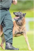  ?? FOTO: DPA ?? Enge Verbindung: Zollhundef­ührer Achim Trede und sein Schäferhun­d Hummer.