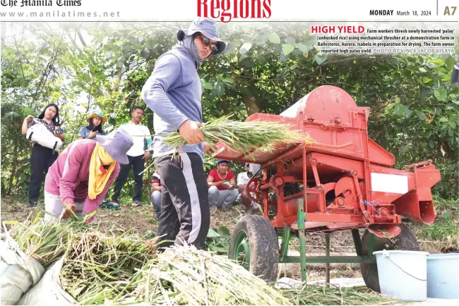  ?? PHOTO BY VINCE JACOB VISAYA ?? HIGH YIELD
Farm workers thresh newly harvested ‘palay’ (unhusked rice) using mechanical thresher at a demonstrat­ion farm in Ballestero­s, Aurora, Isabela in preparatio­n for drying. The farm owner reported high palay yield.
