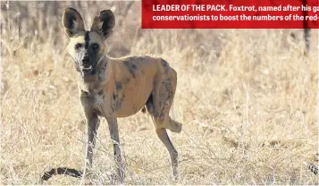  ??  ?? LEADER OF THE PACK. Foxtrot, named after his gait because he has lost a part of his left back leg, carries the hope of conservati­onists to boost the numbers of the red-listed species.