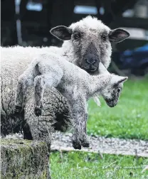  ?? PHOTO: GREGOR RICHARDSON ?? New life . . . A newborn lamb near Mosgiel enjoys the close attention of its mother last season.