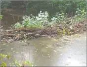  ?? STAFF PHOTO BY MICHAEL SYKES II ?? Alice Newcome, 83, has an issue with a beaver dam, pictured left, in Mattawoman Creek flooding her backyard, right, after too much water buildup. Newcome has been seeking help from the county government.