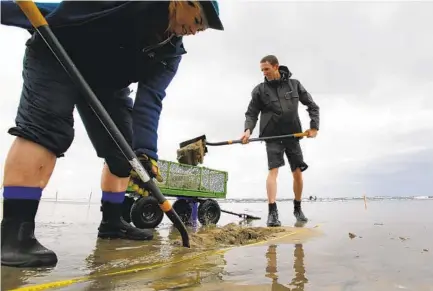  ?? NELVIN C. CEPEDA U-T PHOTOS ?? Sean Bignami, a professor at Concordia University Irvine, and volunteer Michelle Sayre shovel sand at Silver Strand State Beach into a wagon with a screen that filters the sand for clams. Below, the university team sorts through smaller clams in search of Pismo clams.
