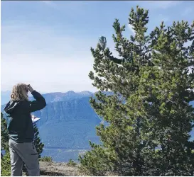  ?? PARKS CANADA ?? The whitebark pine is an endangered tree species because of four primary factors: white pine blister rust, mountain pine beetle, reduced wildfire and climate change.