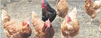  ??  ?? La capacité d’abattage de l’établissem­ent incendié devait être de 500 poulets par jour, cinq jours par semaine jusqu’en octobre