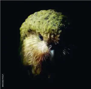  ??  ?? THIS PAGE: The Seal Islands looking east along Dusky Sound; a female kākāpō nicknamed Atareta by DOC staff in her nest on predator-free Pukenui/Anchor Island. OPPOSITE: Fiordland Conservati­on Trust member Heather Barnes and the late Ron Bull, from Ōraka Aparima Rūnaka, released tīeke (saddleback) on the east coast of Five Fingers Peninsula in 2018.