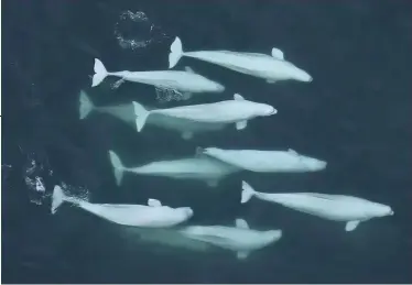  ??  ?? Complex social groupings have been observed in beluga whales across the Arctic in a groundbrea­king new study