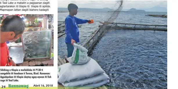  ??  ?? Sibibiag a tilapia a mailaklako iti P130 ti sangakilo iti tiendaan ti Teresa, Rizal. Kanawan: Agpakpakan iti tilapia daytoy agay-aywan iti fish cage iti Taal Lake.