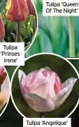  ?? ?? Tulipa ‘Prinses Irene’
Tulipa ‘Queen Of The Night’
Tulipa ‘Angelique’