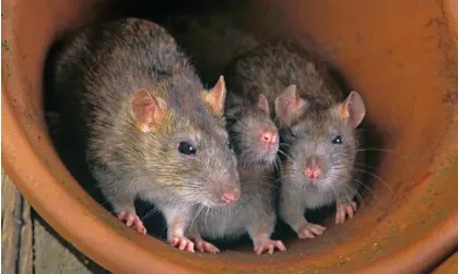  ?? Photograph: Ernie Janes/Alamy ?? Rats sniffing out marijuana is problemati­c, Anne Kirkpatric­k, superinten­dent of the city’s police department said, because of its potential to affect criminal cases.