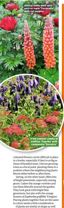  ??  ?? Similar tones work well such as lupin ‘Terraco a’ with red poppies A hot summer combo of achillea ‘Paprika’ with campanula ‘Sarastro’