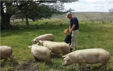  ?? Photo: Edward Gaybba ?? A similar success story, right here in Grahamstow­n ‒ Redbeard Permacultu­re uses pigs to ‘work’ and fertilise the ground.