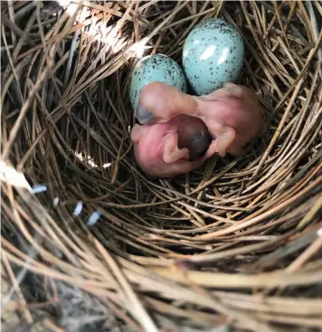  ??  ?? Newborn Steller jays are hatching in a nest their parents built on a ladder on the back of an RV at Yosemite Lakes Thousand Trails campground. The RVers, Mercedes and John Condon hope they won’t have to leave until the young birds have learned to fly.