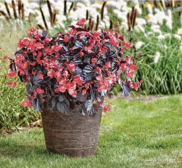  ?? Sakata Seed ?? The Viking Red on Chocolate XL begonia is a 2019 All-American Selections Winner.