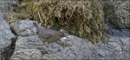  ?? CONTRIBUTE­D ?? Dipper on a rock