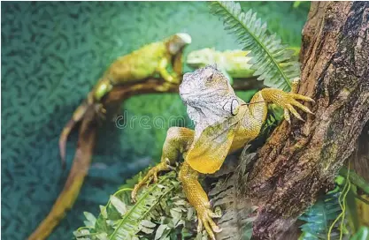  ?? ?? An American Green Iguana on a tree. (Photo from Dreamstine royalty-free images)