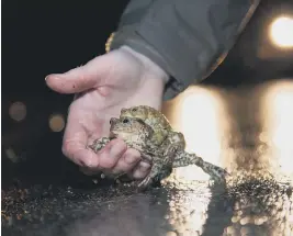  ?? ?? Toads helped across the road ©Dave Kilbey Sussex Wildlife Trust