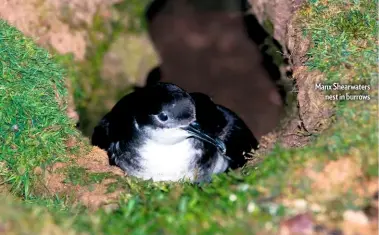  ??  ?? Manx Shearwater­s nest in burrows