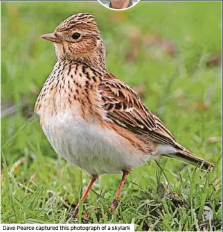  ?? ?? Dave Pearce captured this photograph of a skylark