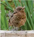  ?? Foto: Ralph Sturm (LBV‰Archiv) ?? Rufende Jungvögel wie diese junge Am‰ sel sind nicht hilflos, sie halten so Kon‰ takt zu ihren Eltern, um gefüttert zu wer‰ den.