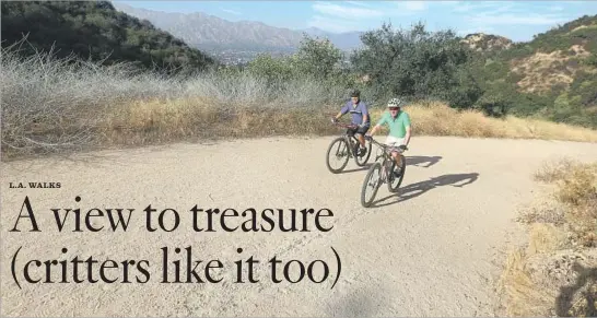  ?? Photograph­s by Glenn Koenig Los Angeles Times ?? BICYCLISTS test the steep grade on the Beaudry North Motorway trail in Glendale, where the occasional rattlesnak­e and even mountain lion could share the turf.