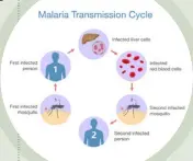  ??  ?? Simple solutions like mosquito nets can prevent malaria from completing its transmissi­on cycle, pictured above