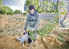  ?? (Photos Clément Tiberghien) ?? Thomas Garnier se réjouit de la belle évolution de ses pistachier­s. En médaillon, les pistaches non fécondées.