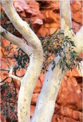  ??  ?? Towering ghost gums stand stark against their red rock backdrops.